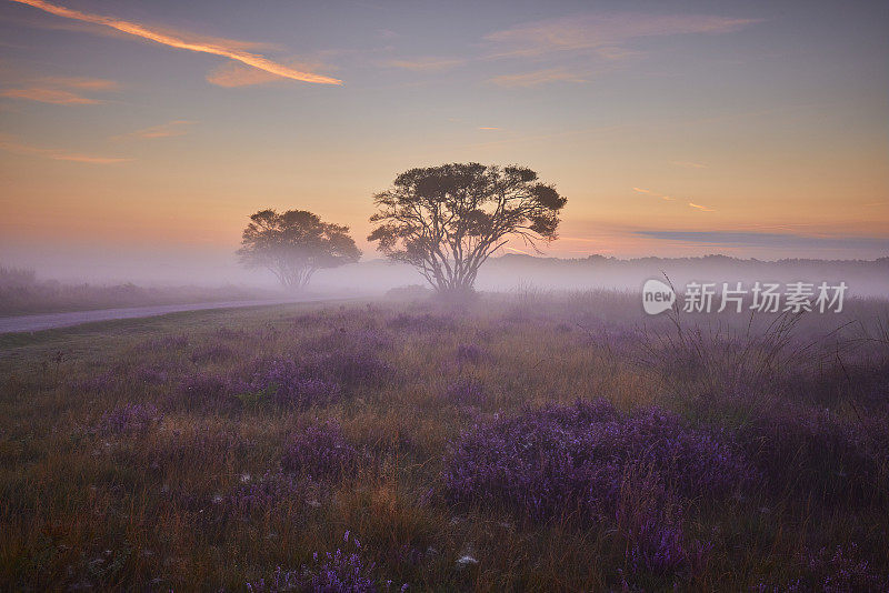 荷兰Veluwe Zuiderheide公园盛开的石楠花。荷兰